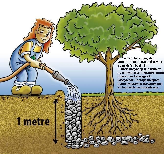 Meyve Ağaçları Nasıl Sulanmalı?