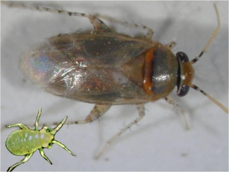 Salkım Biti İle Mücadele